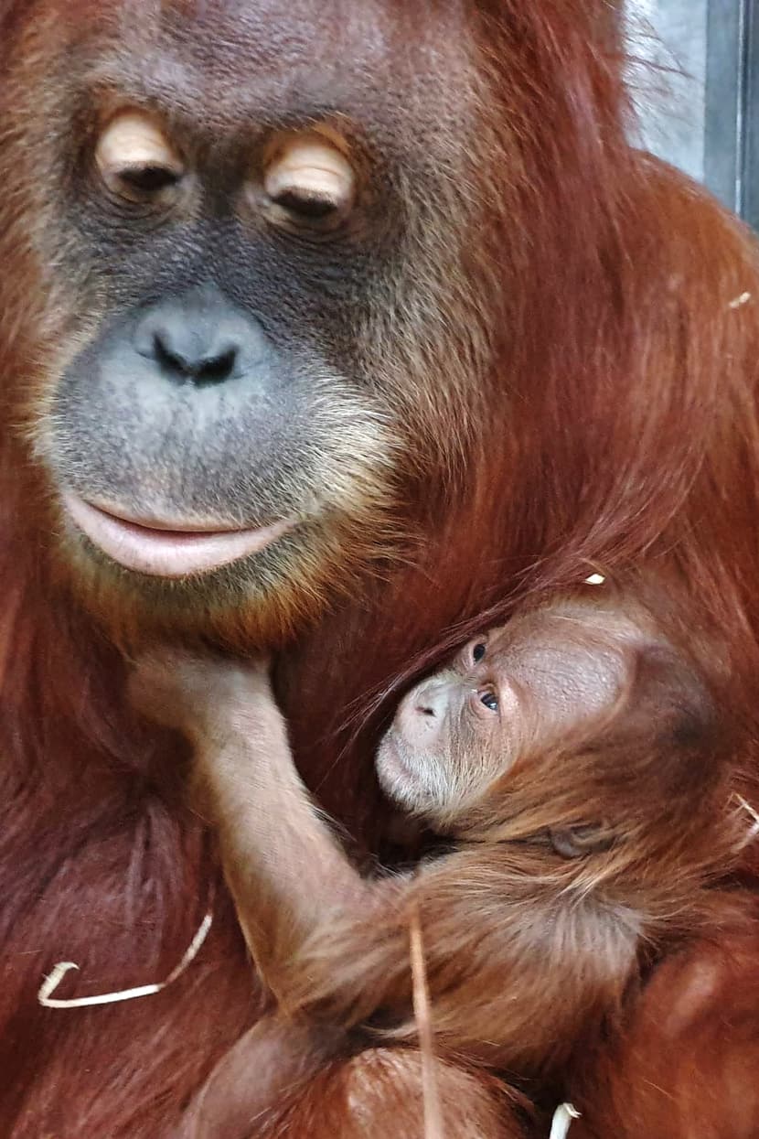 Sumatra-Orang-Utans Cahay und Utu.