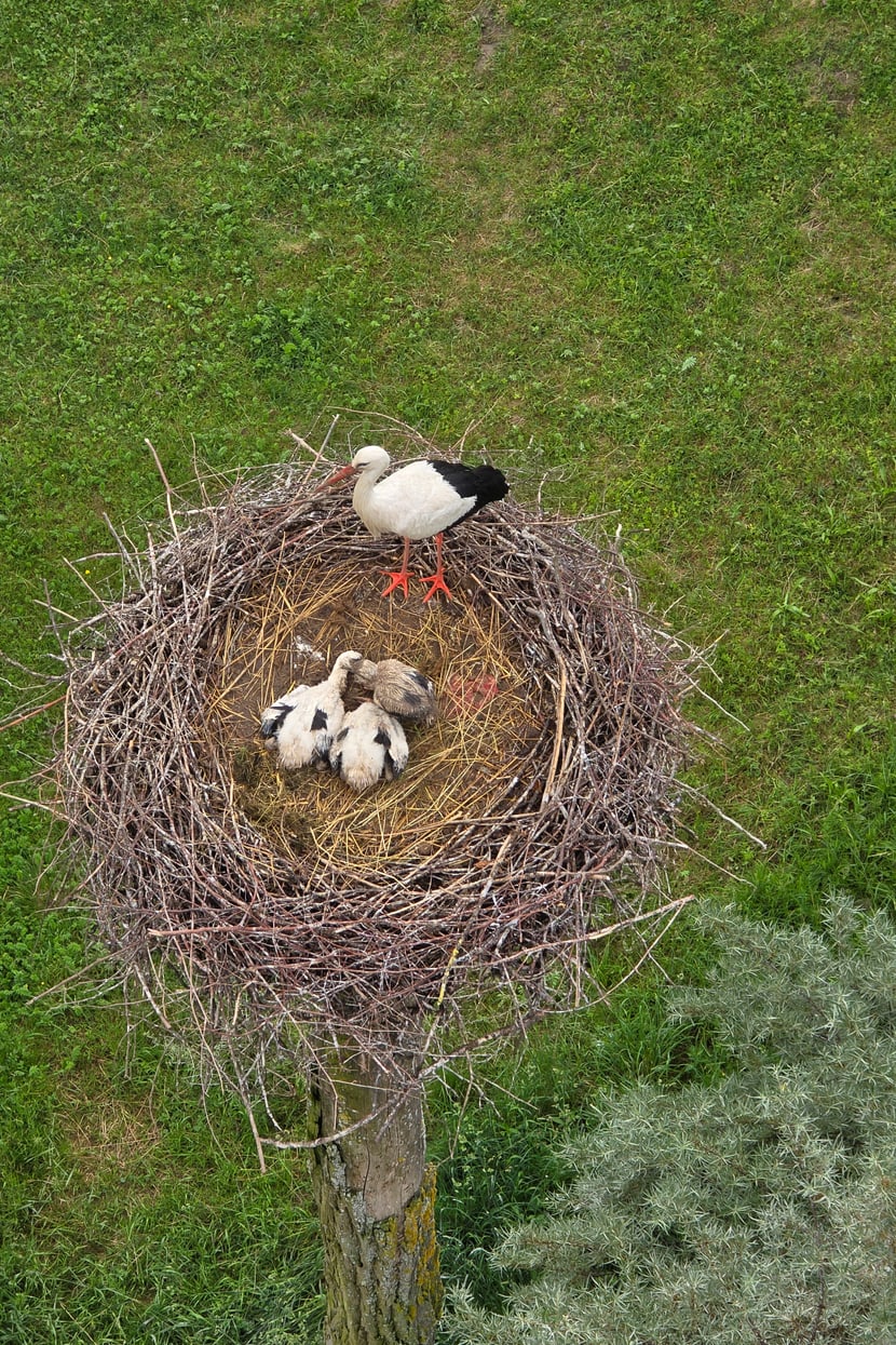 Blick in Storchenhorst von Drehleiter aus.