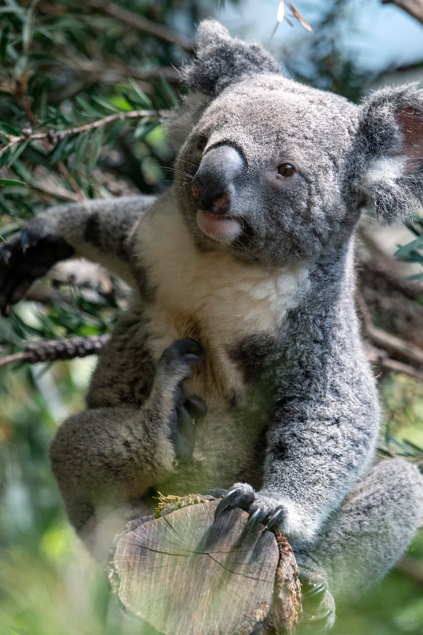 Koala Uki in seinem neuen Pflanzenparadies. 