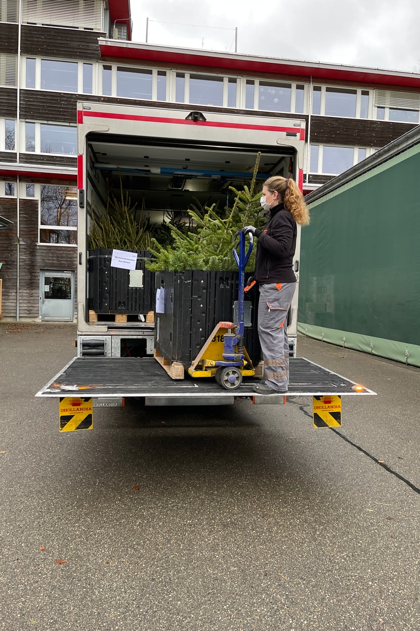 Foto: Zoo Zürich, Rita Schlegel Anlieferung Christbäume zum Verfüttern.