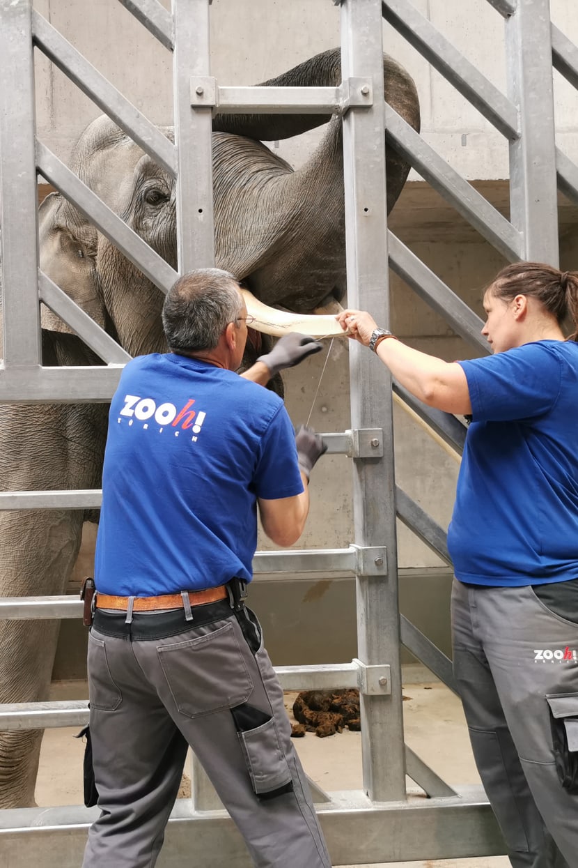 Foto: Zoo Zürich Tierpfleger Kurt Ammacher und Tierpflegerin Sabrina Markzoll behandeln im Managementbereich des Kaeng Krachan Elefantenparks im Zoo Zürich bei Elefant Thai einen abgebrochenen Stosszahn.