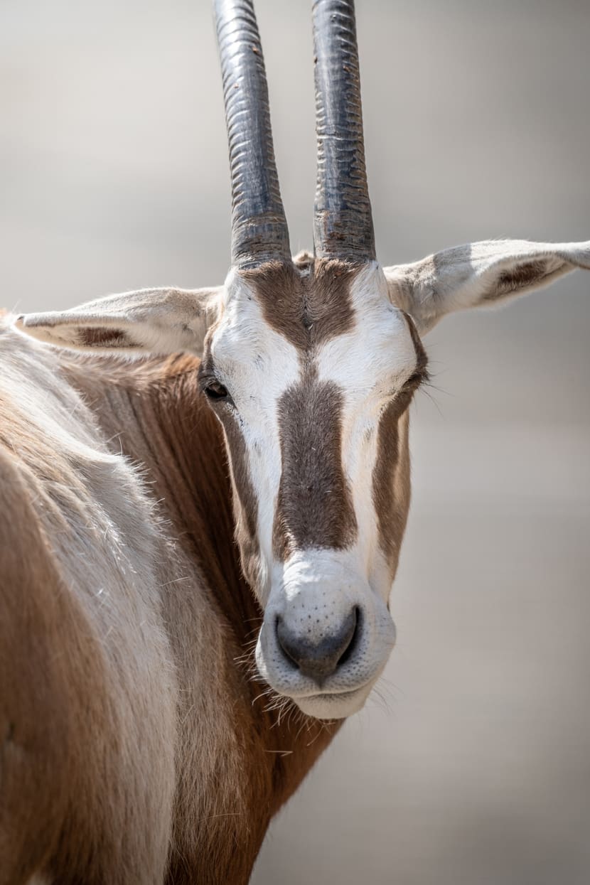 Säbelantilope (Oryx dammah)