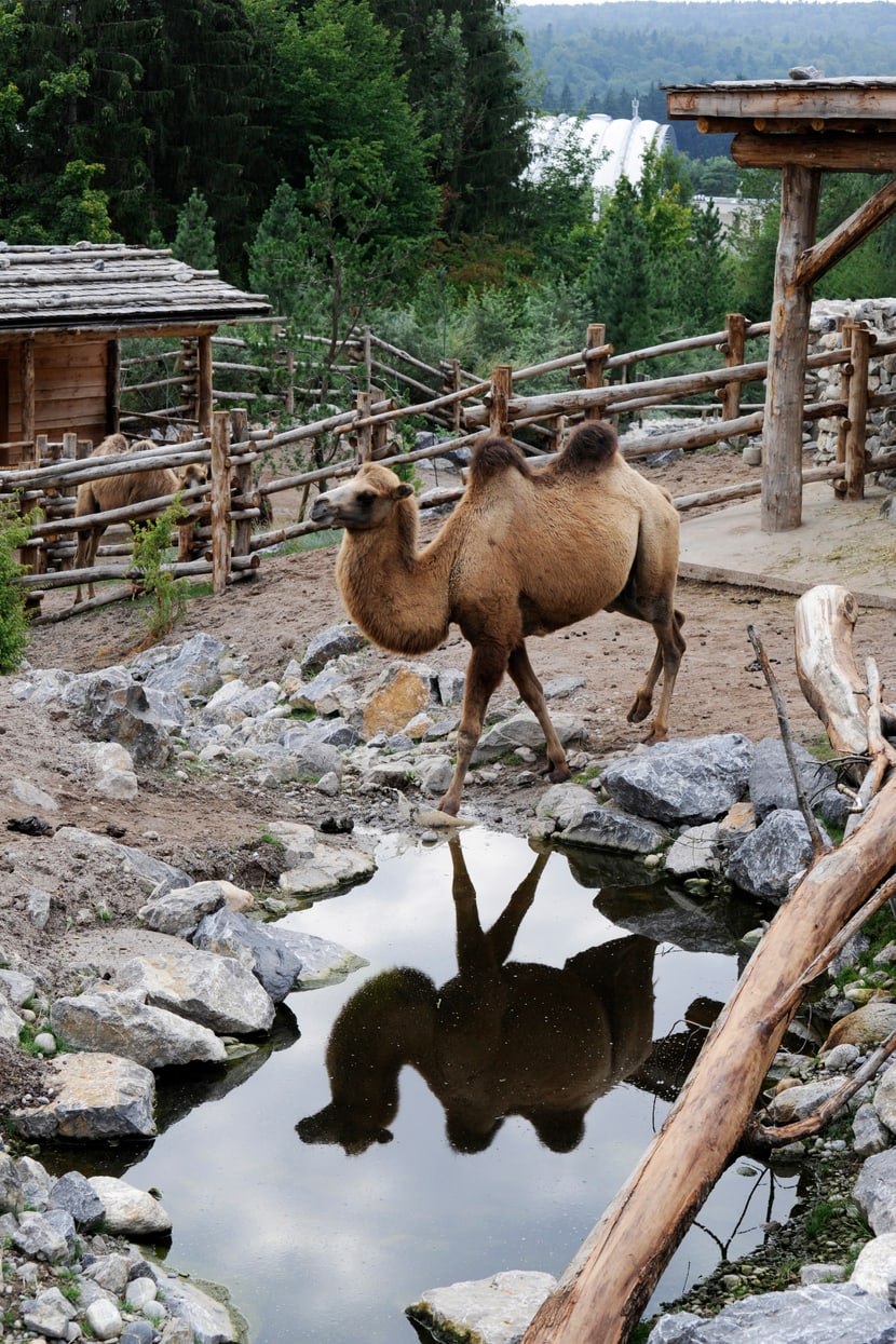 Trampeltier in der Mongolischen Steppe im Zoo Zürich.