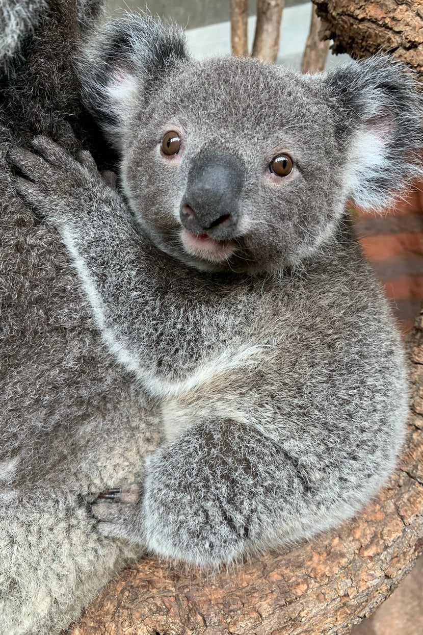Koala Uki Februar 2021 Bild: Zoo Zürich, Nicole Schnyder