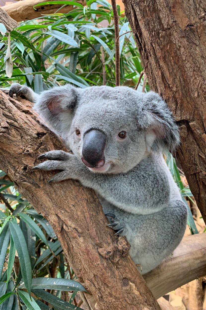 Das Koala-Männchen Tarni vor seiner Abreise nach Zürich im Zoo Duisburg.