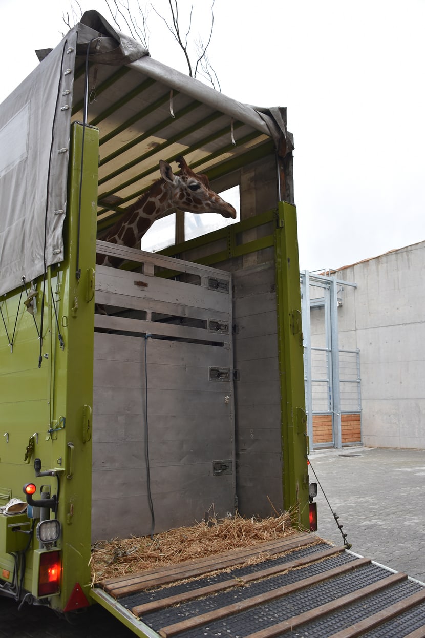 Foto: Zoo Zürich, Cordula Galeffi Ankunft der Netzgiraffe Luna im Zoo Zürich.