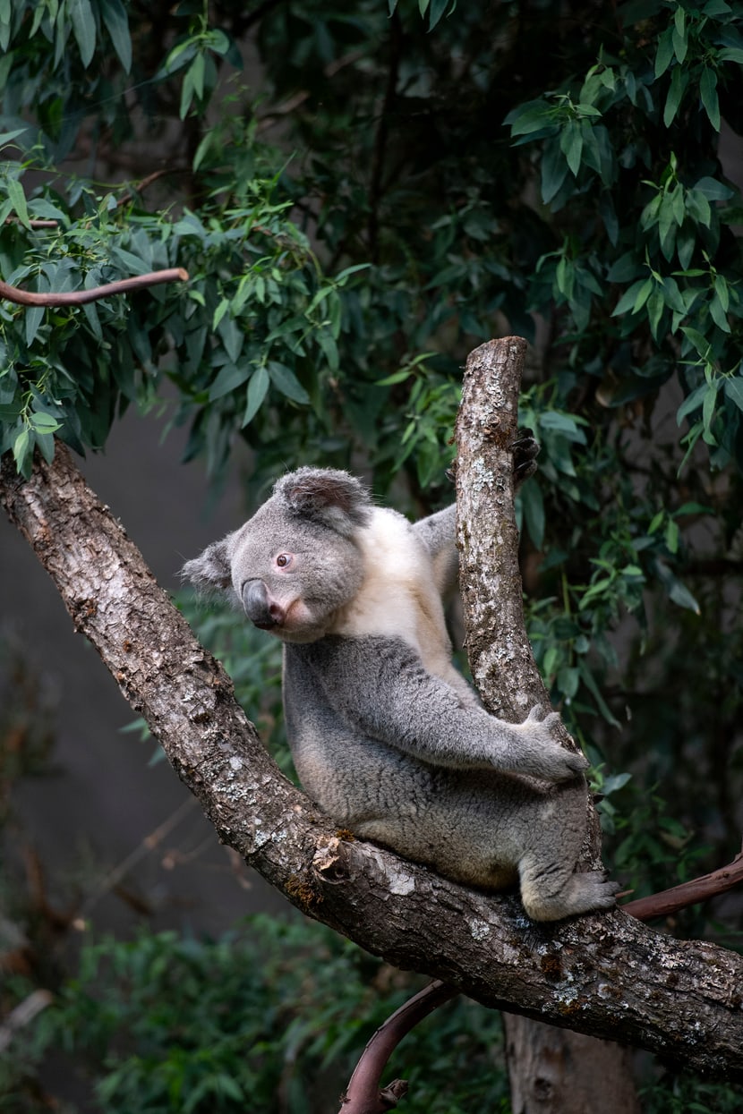 Koalamännchen Tarni erkundet das neue Australienhaus. 