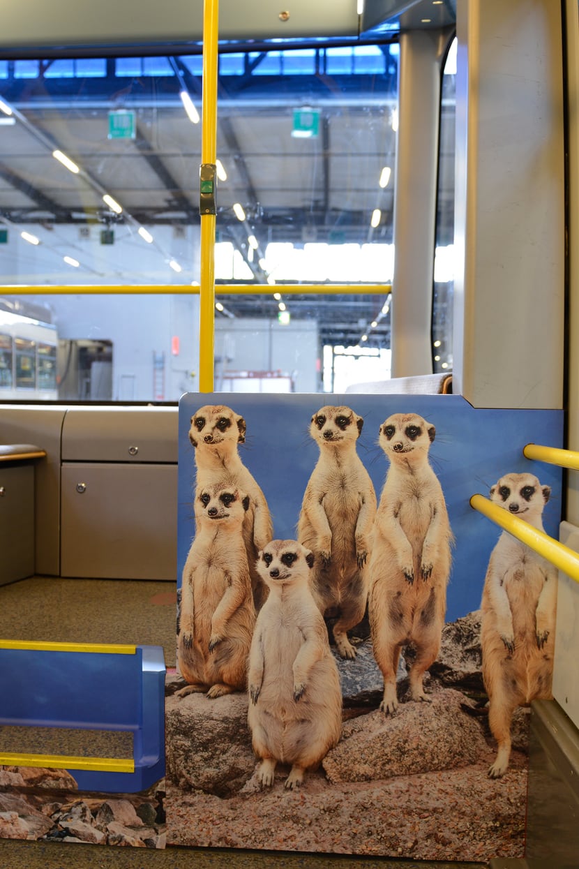 Foto: Zoo Zürich, Sandro Schönbächler Zoo-Sondertram Lewa Savanne im VBZ-Depot.