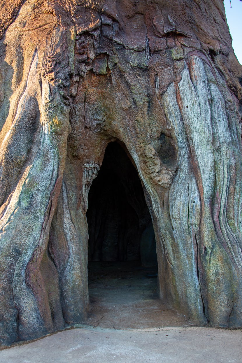Eingang in den grossen Baobab in der Lewa Savanne im Januar 2020.