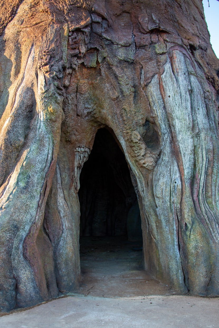 Foto: Zoo Zürich, Rita Schlegel Eingang in den grossen Baobab in der Lewa Savanne im Januar 2020.