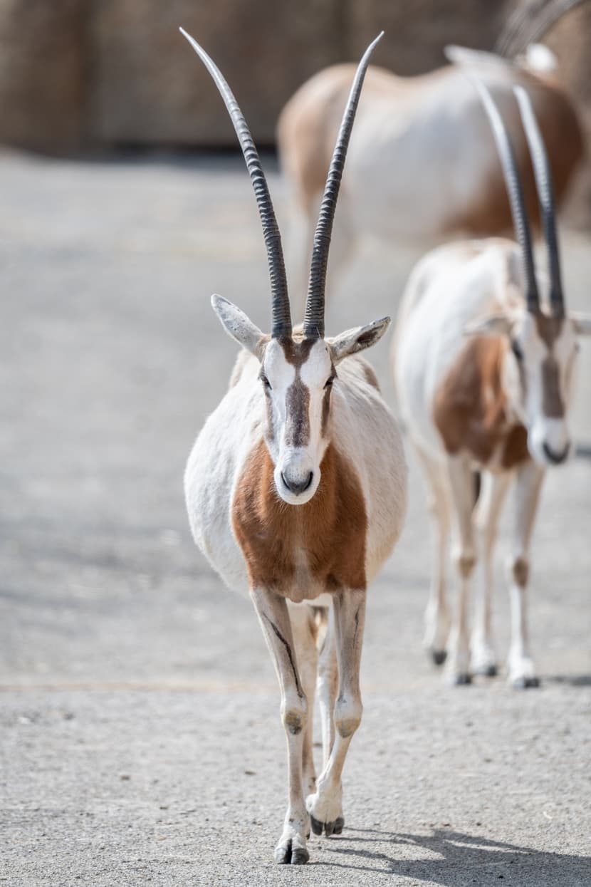 Säbelantilope (Oryx dammah)