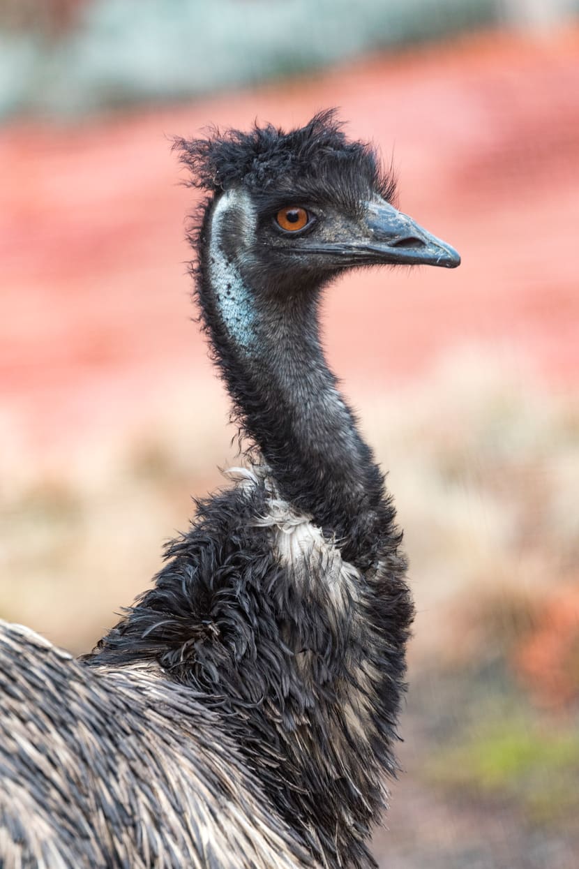 Grosser Emu in der Australienanlage des Zoo Zürich.