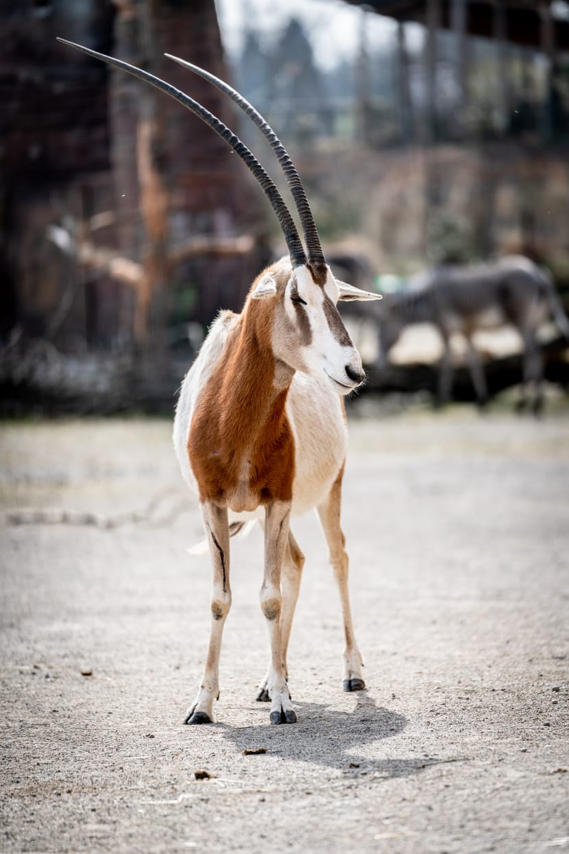 Säbelantilope (Oryx dammah)