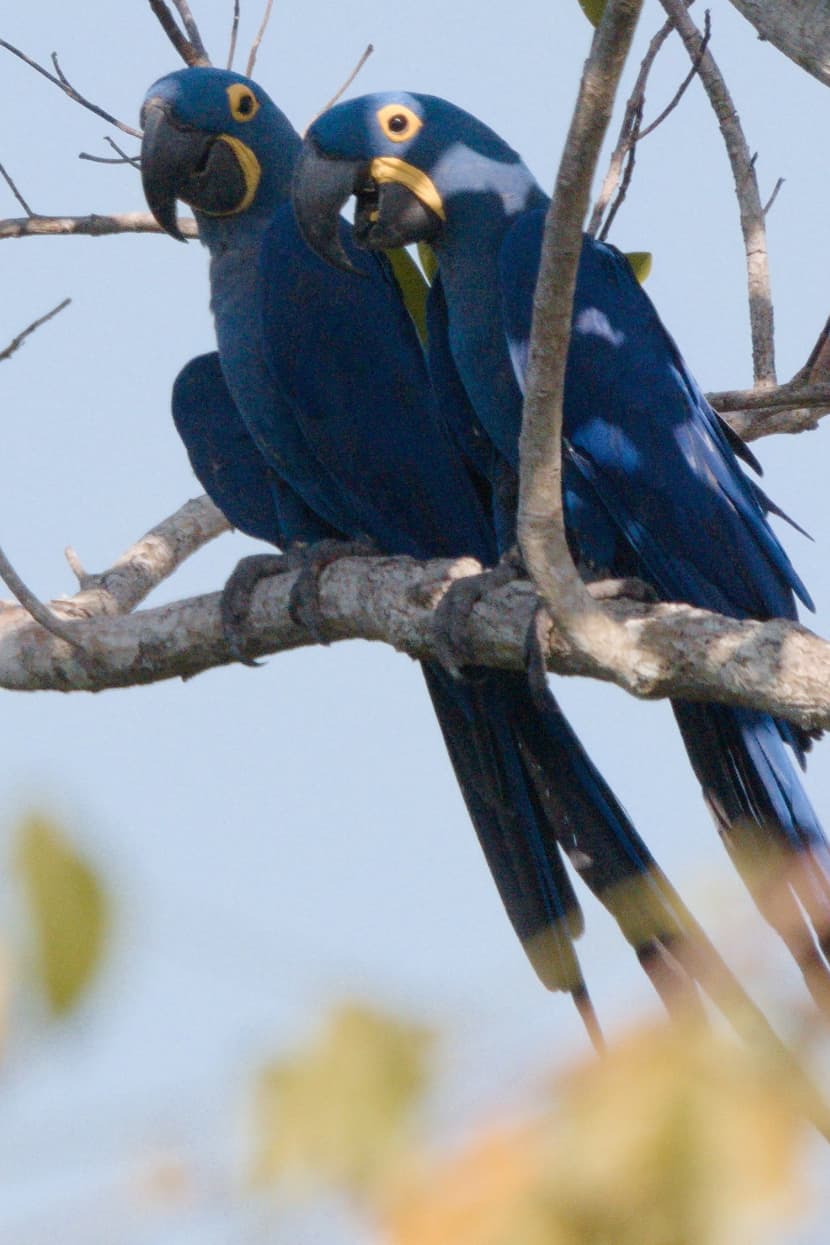 Hyazintharas im Pantanal in Brasilien.