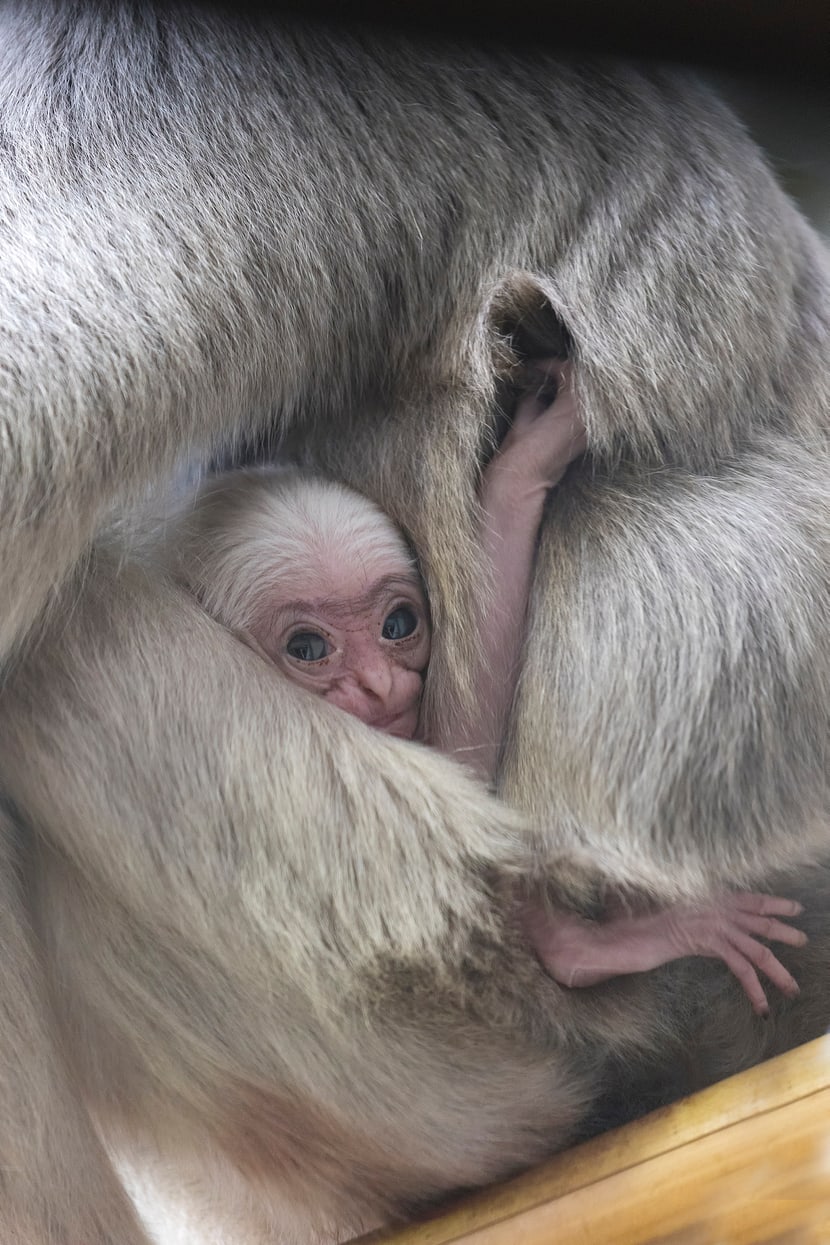 Foto: Zoo Zürich, Enzo Franchini Kappengibbon-Weibchen Qiwèn im Zoo Zürich (2016).