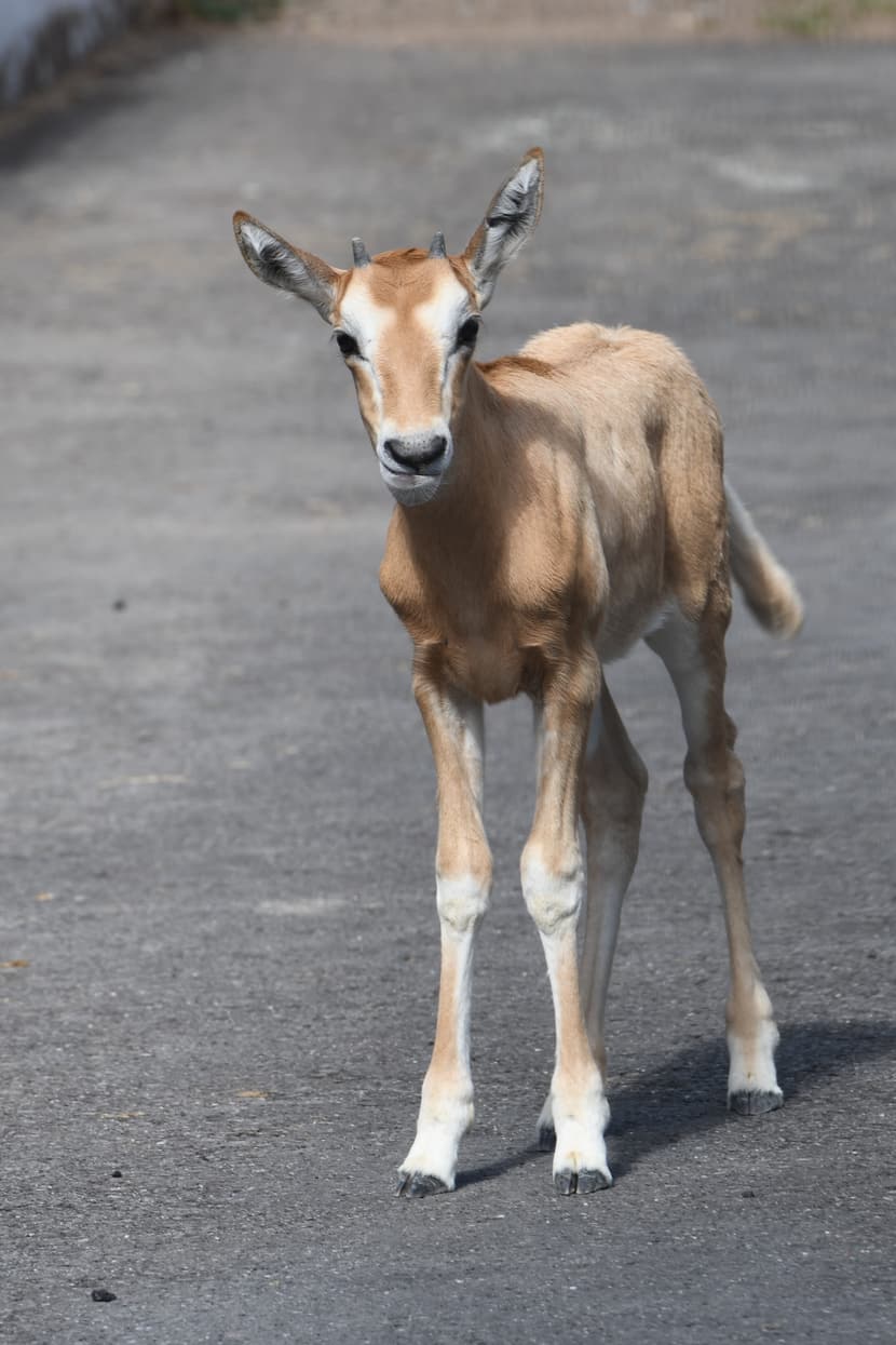 Junge Säbelantilope in der Lewa Savanne im Zoo Zürich.