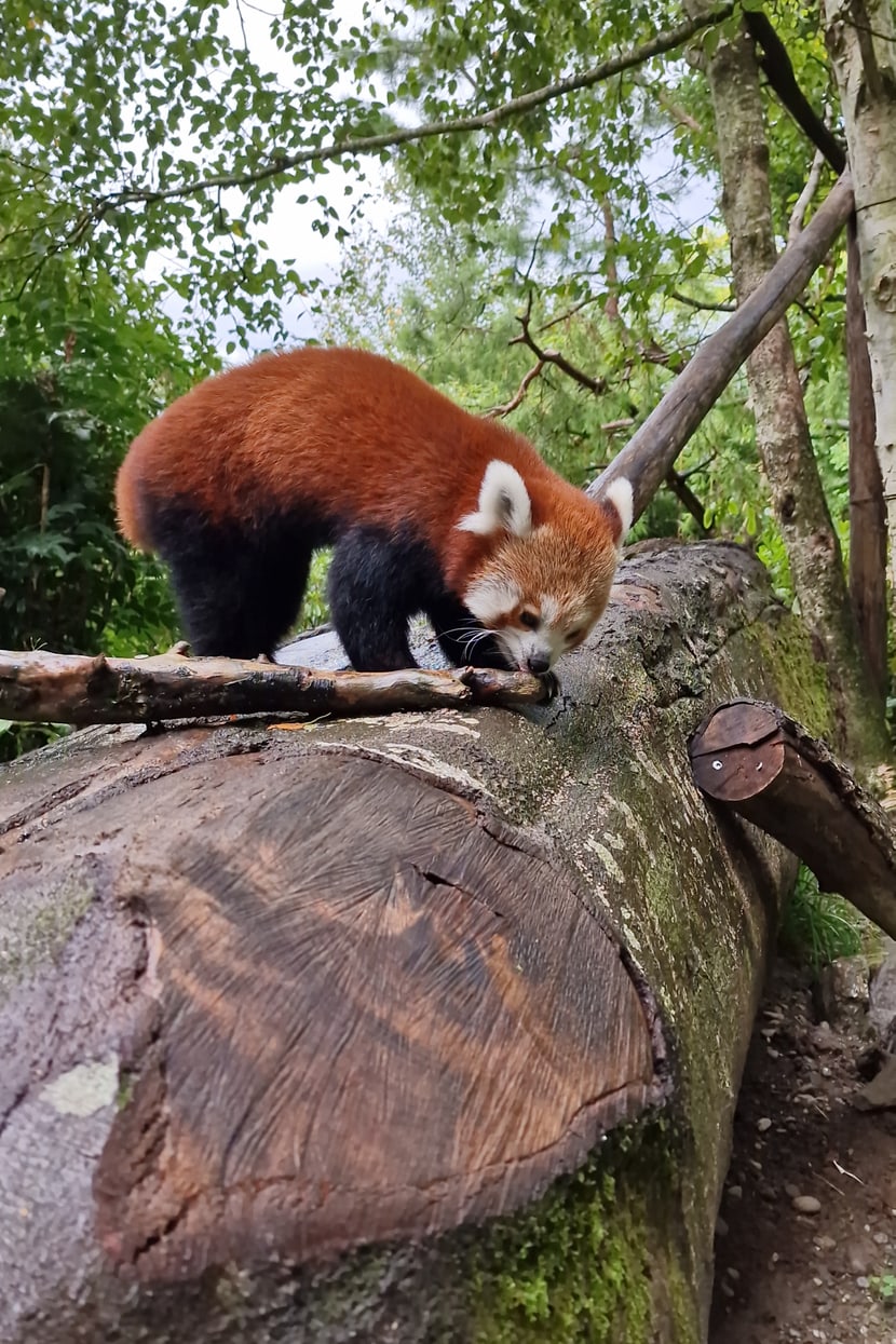 Kleiner Panda Tiang Tang lernt den Zoo Zürich kennen. 