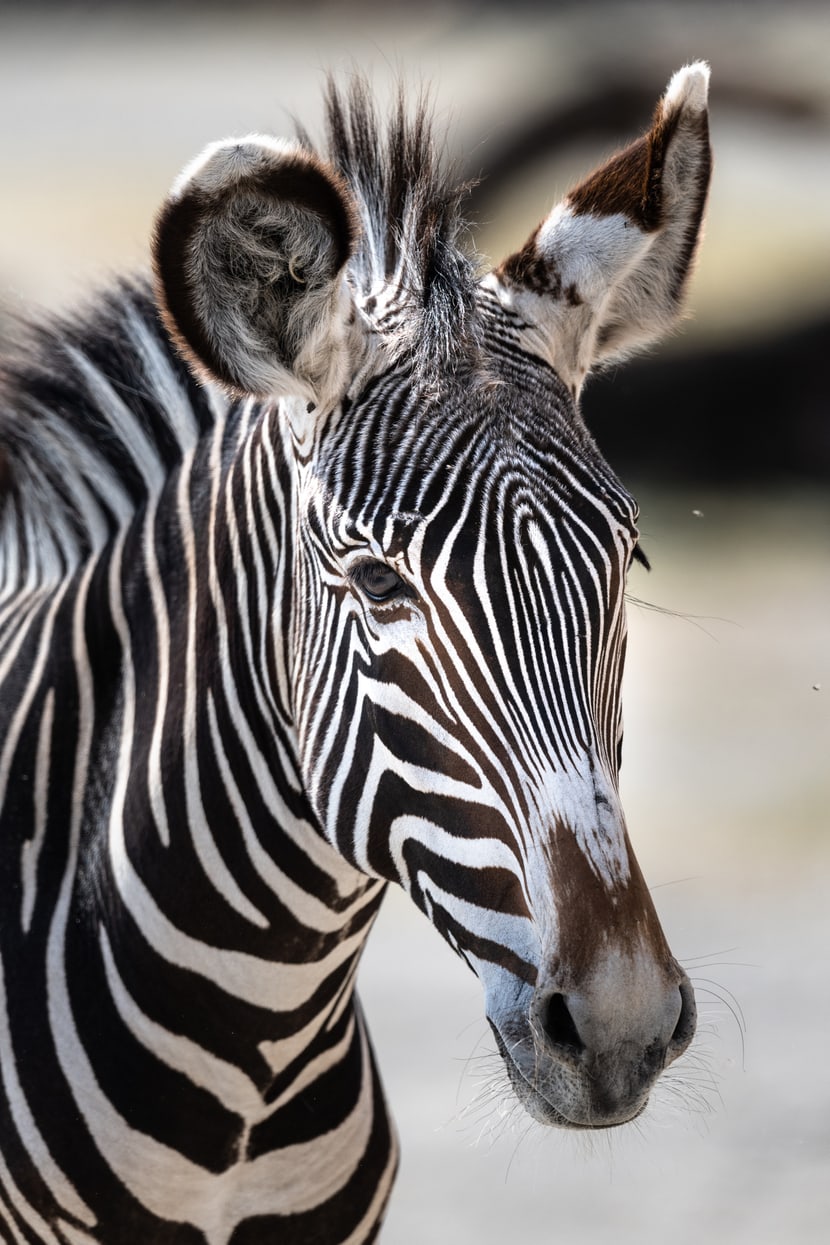 Foto: Zoo Zürich, Marco Schaffner Grevyzebra in der Lewa Savanne im Zoo Zürich.