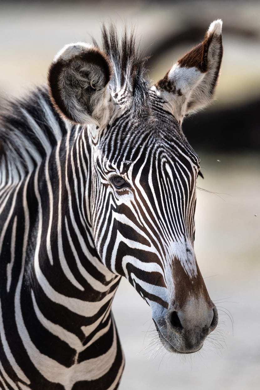 Grevyzebra in der Lewa Savanne im Zoo Zürich.