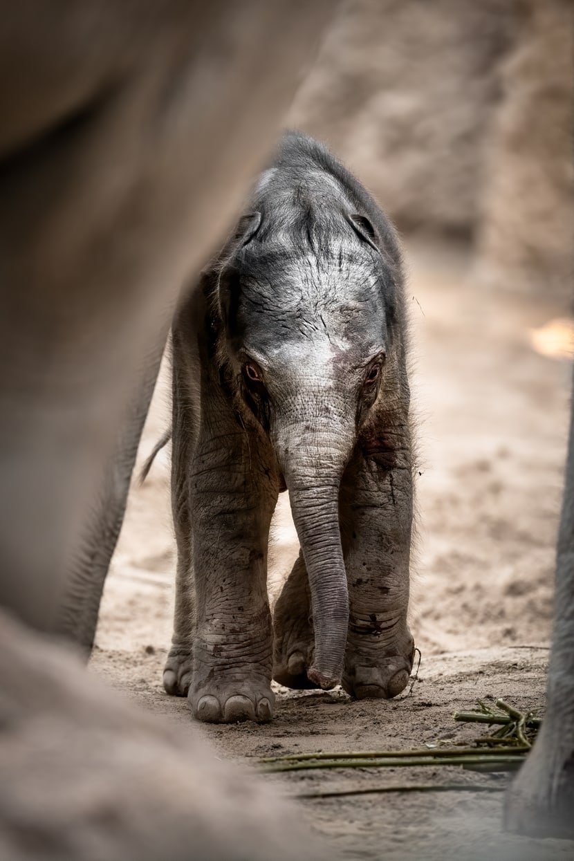 Asiatischer Elefant Umesh im Kaeng Krachan Elefantenpark im Zoo Zürich.