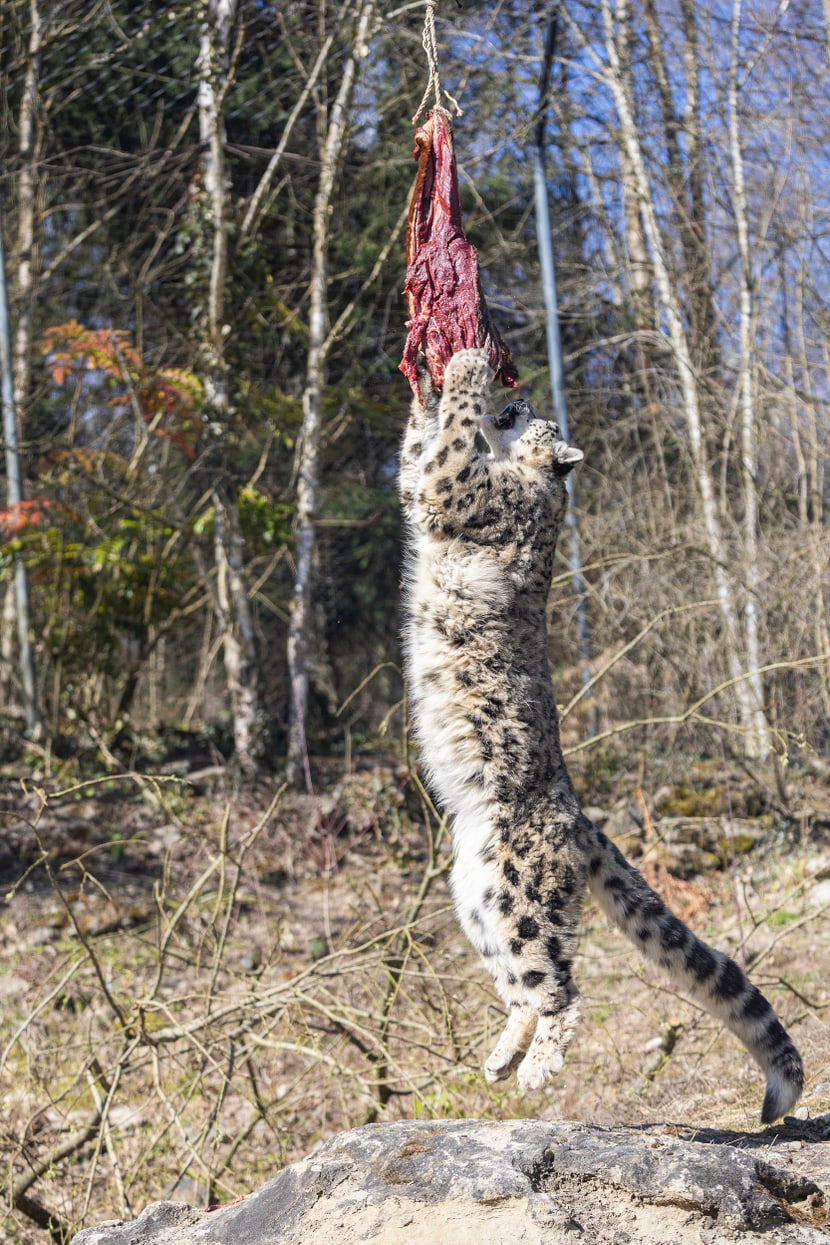 Schneeleopardenweibchen Saida an der Futterseilbahn in Panthera im Zoo Zürich.