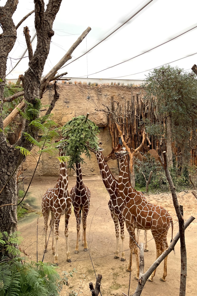 Netzgiraffen im Lewa Giraffenhaus knabbern an einem Christbaum.