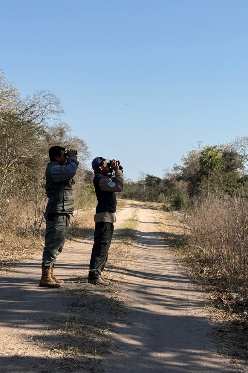 Zählung der Hyazintharas in Südamerika.