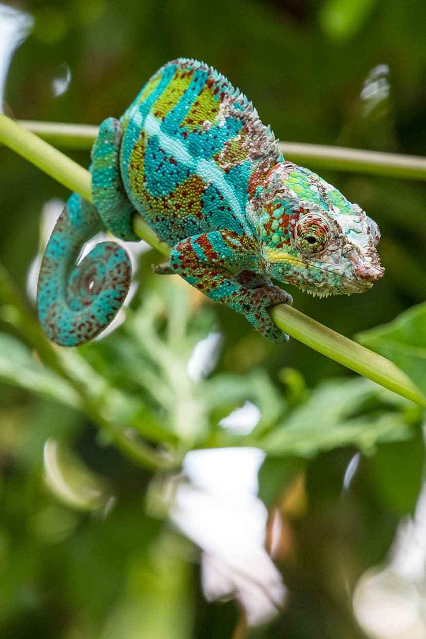 Foto: Zoo Zürich, Tobias Kramer Pantherchamäleon im Masoala Regenwald des Zoo Zürich.