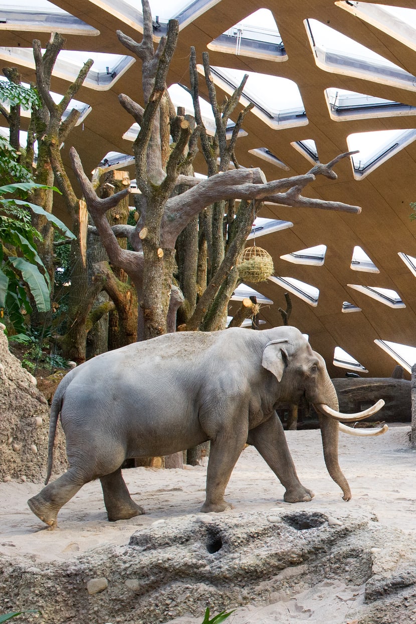 Foto: Zoo Zürich, Jean-Luc Grossmann Asiatischer Elefant Maxi im Kaeng Krachan Elefantenpark des Zoo Zürich.