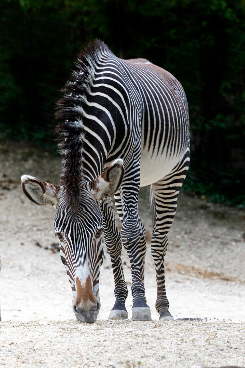 Foto: Zoo Zürich, Enzo Franchini Grevyzebra Tana im Zoo Zürich.