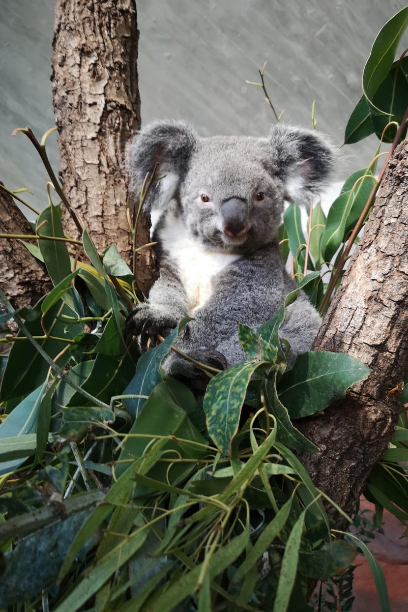 Koala-Weibchen Pippa im Zoo Zürich.