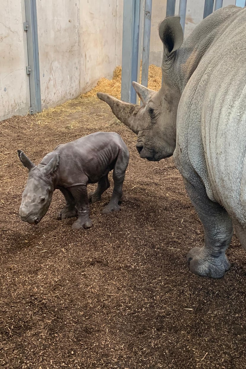Foto. Zoo Zürich, Sven Fässler Breitmaulnashorn Tanda mit ihrem Kalb