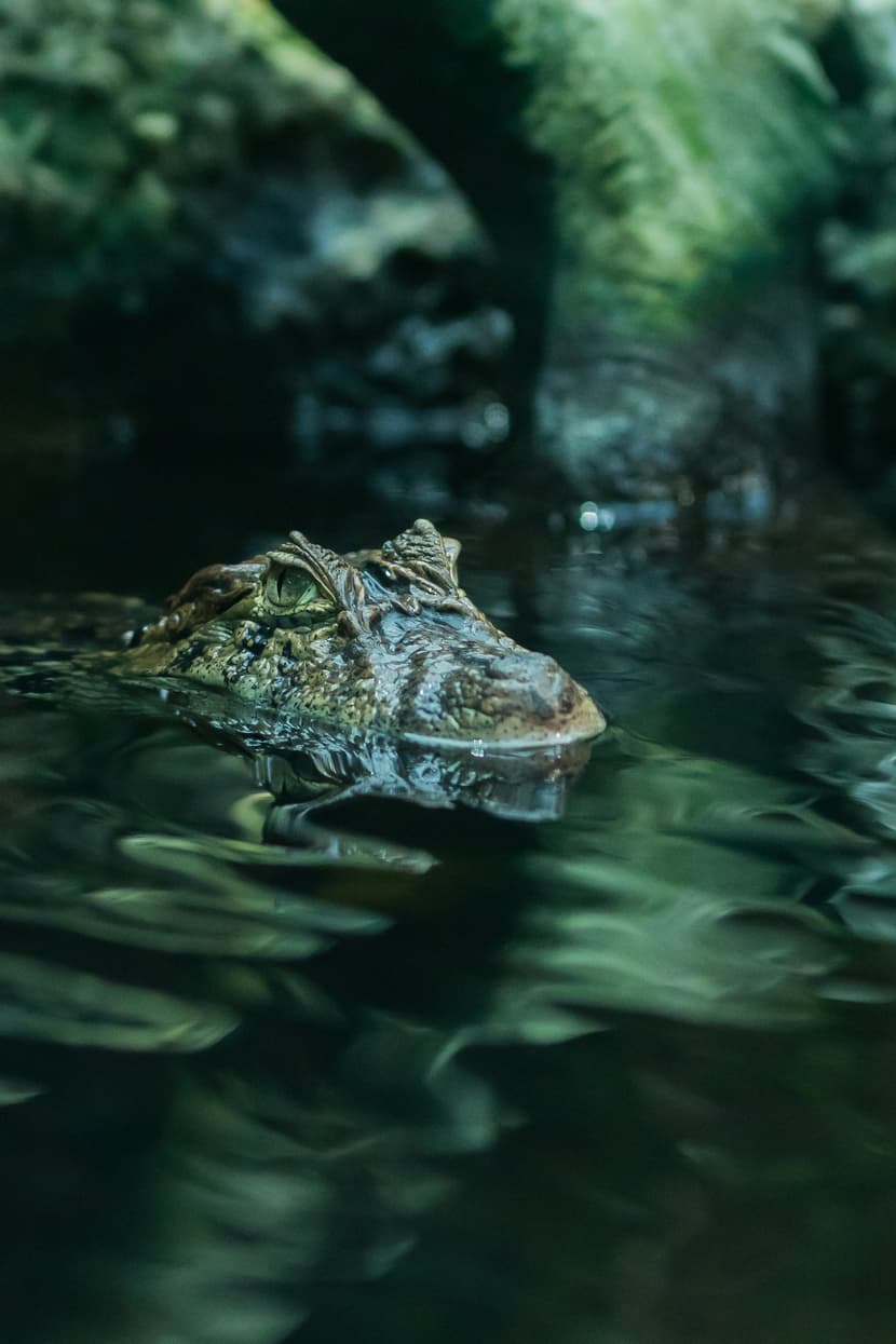 Breitschnauzenkaiman im Exotarium des Zoo Zürich.