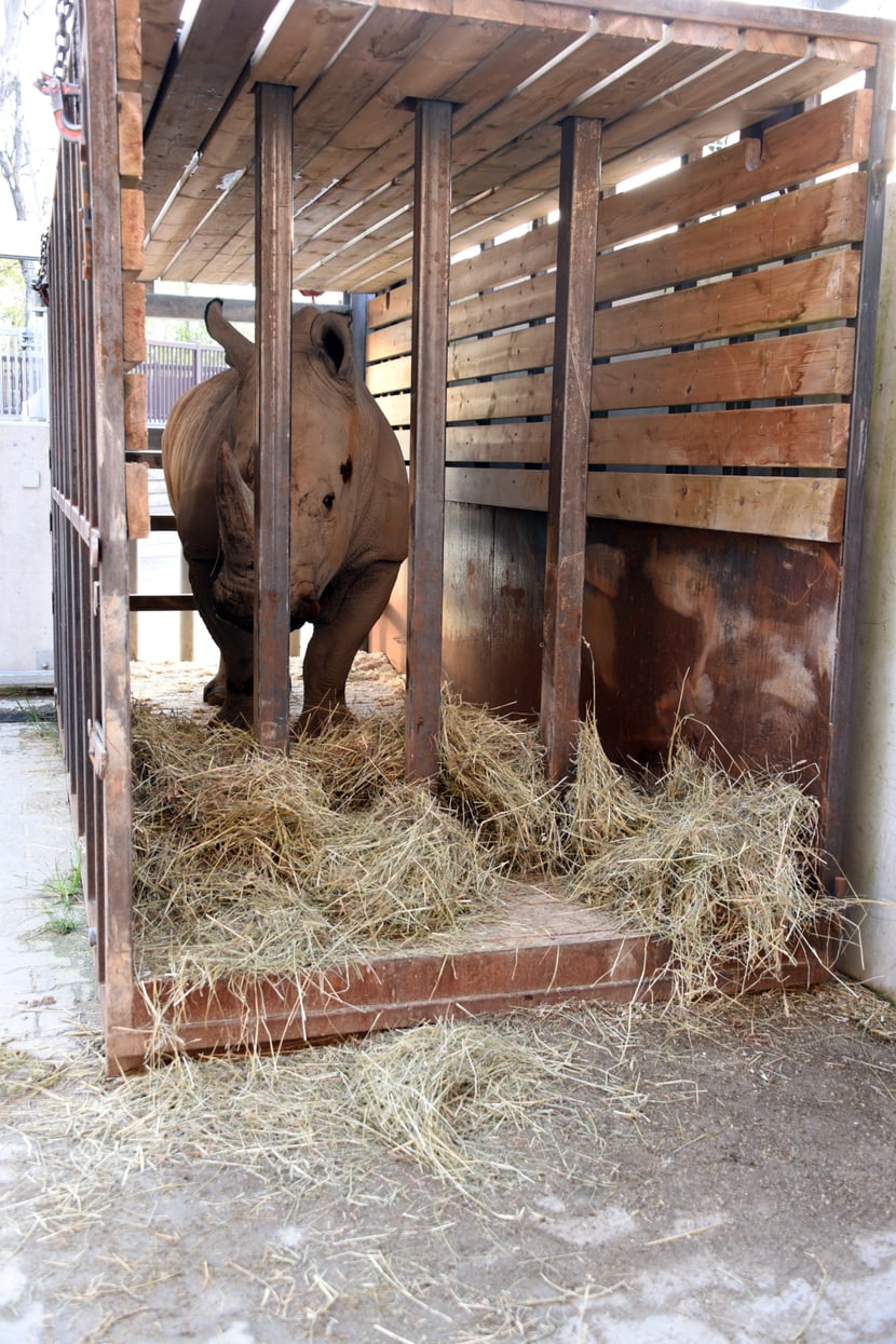 Nashorn-Transportbox im Zoo Zürich mit Nashornbulle Rami