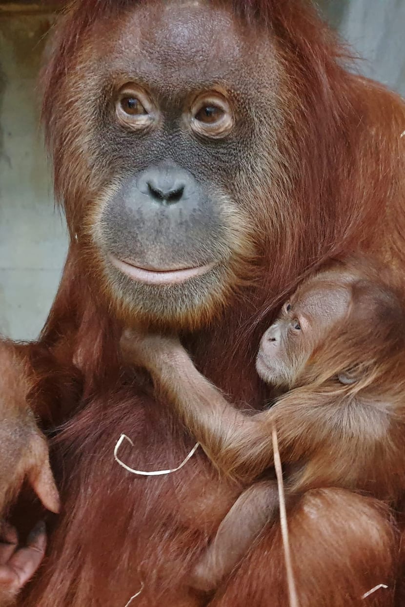 Sumatra-Orang-Utan Cahaya mit Jungtier Utu im Zoo Zürich.