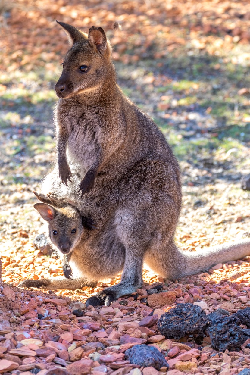 Bennett-Wallaby mit Jungtier in der Australienanlage des Zoo Zürich.