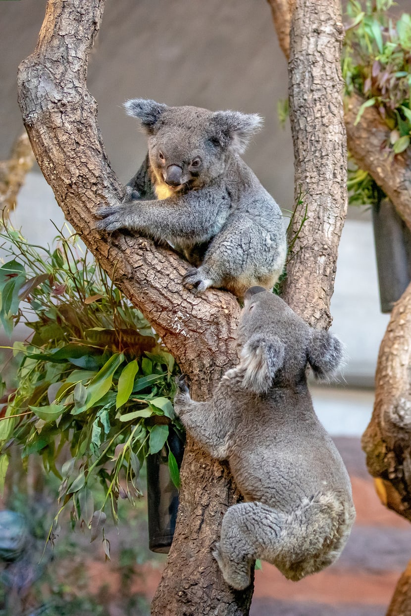 Koalas Maisy und Mikey im Zoo Zürich.