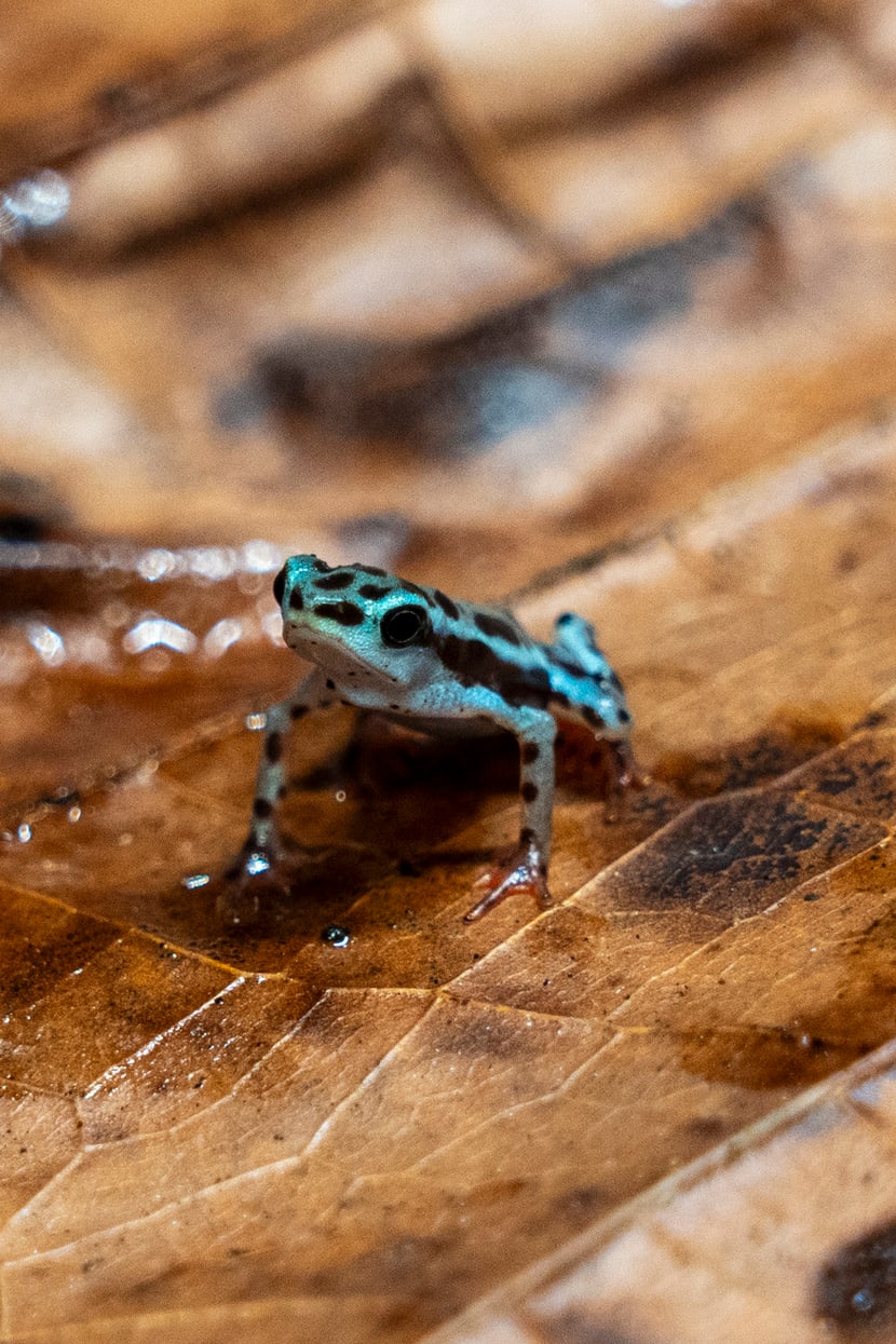 Rio Pescado stubfoot toad at Zoo Zurich.