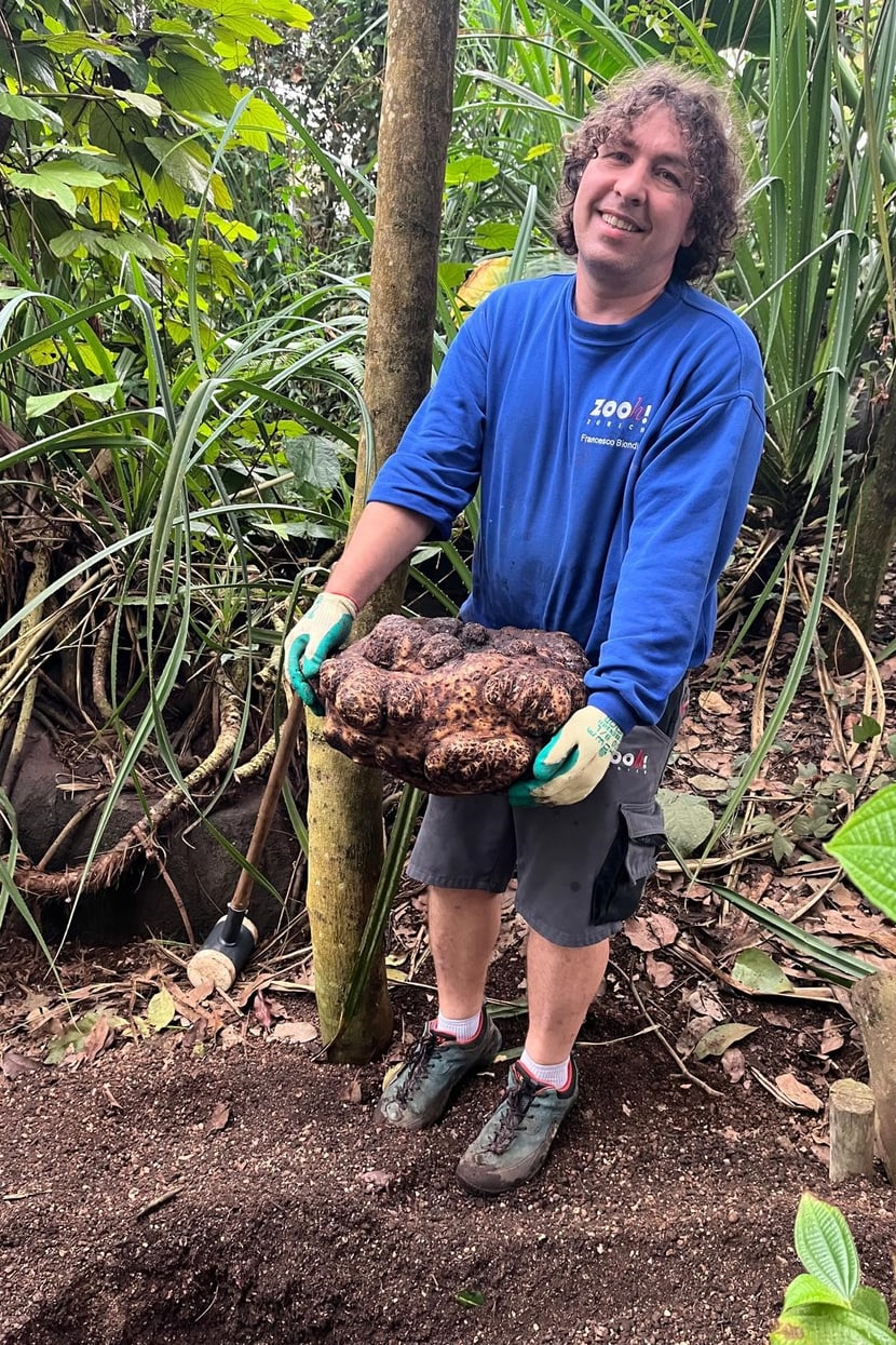 Francesco mit der Knolle der Titanwurz.