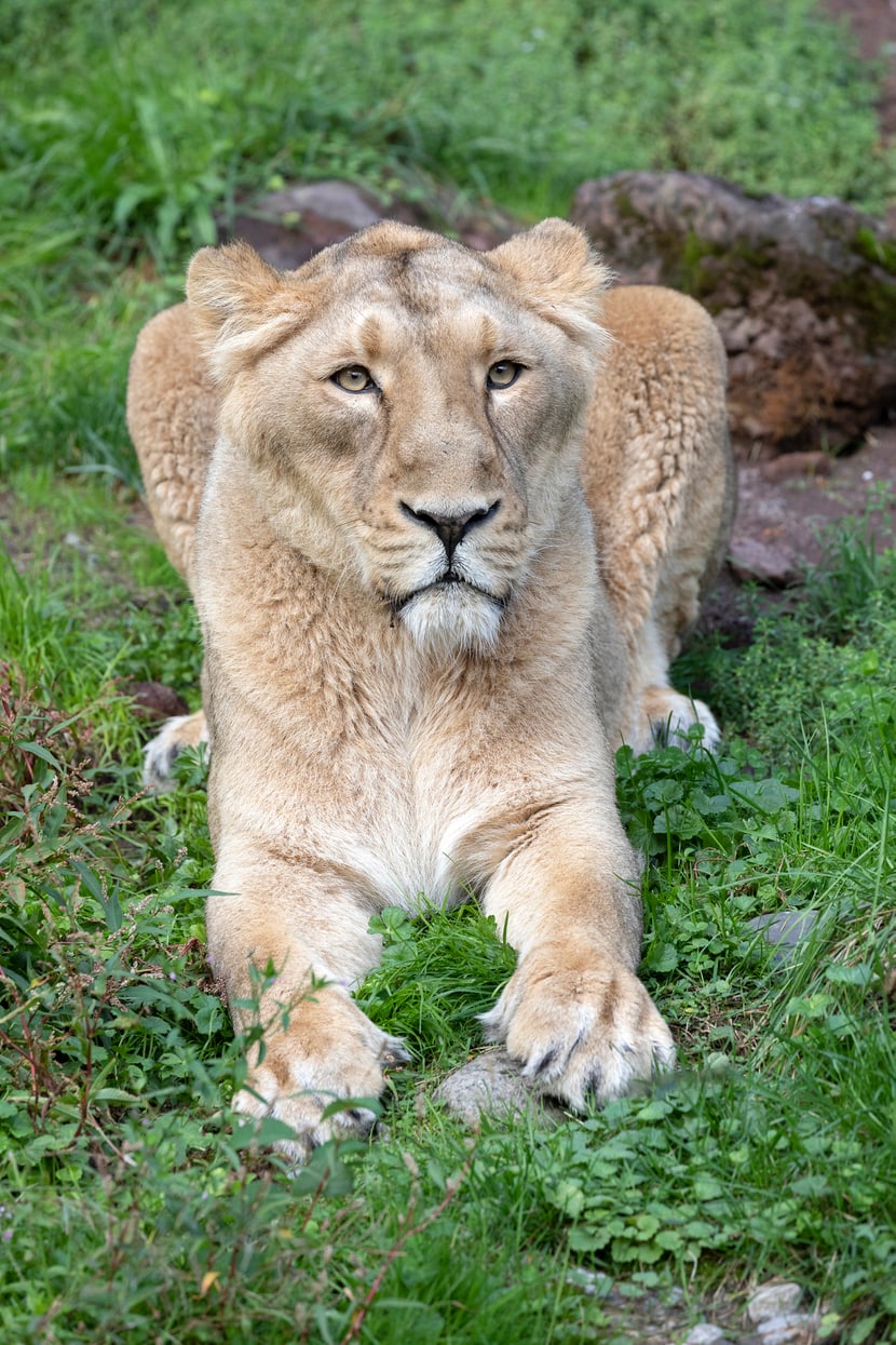 Asiatische Löwin Jeevana im Zoo Zürich.