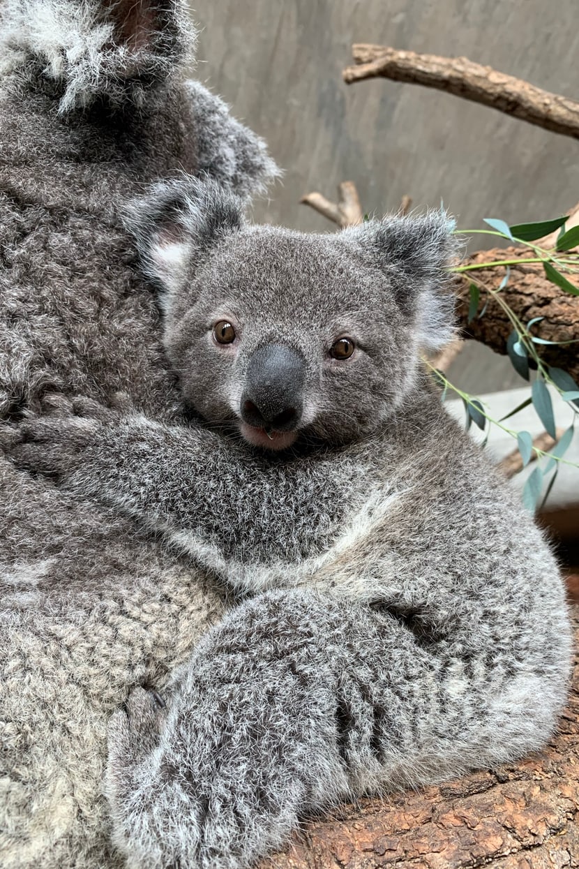 Koala Uki Februar 2021 Bild: Zoo Zürich, Nicole Schnyder