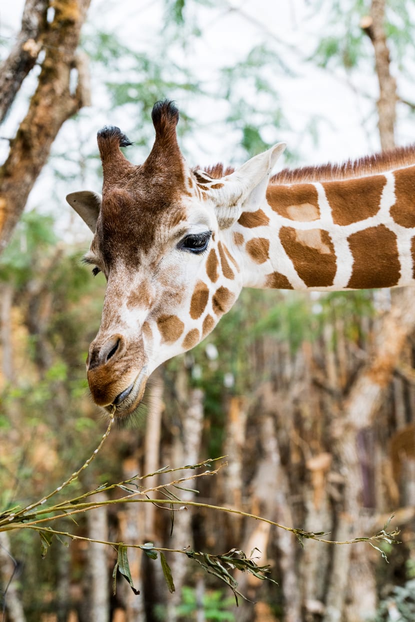 Netzgiraffe Luna in der Lewa Savanne des Zoo Zürich.