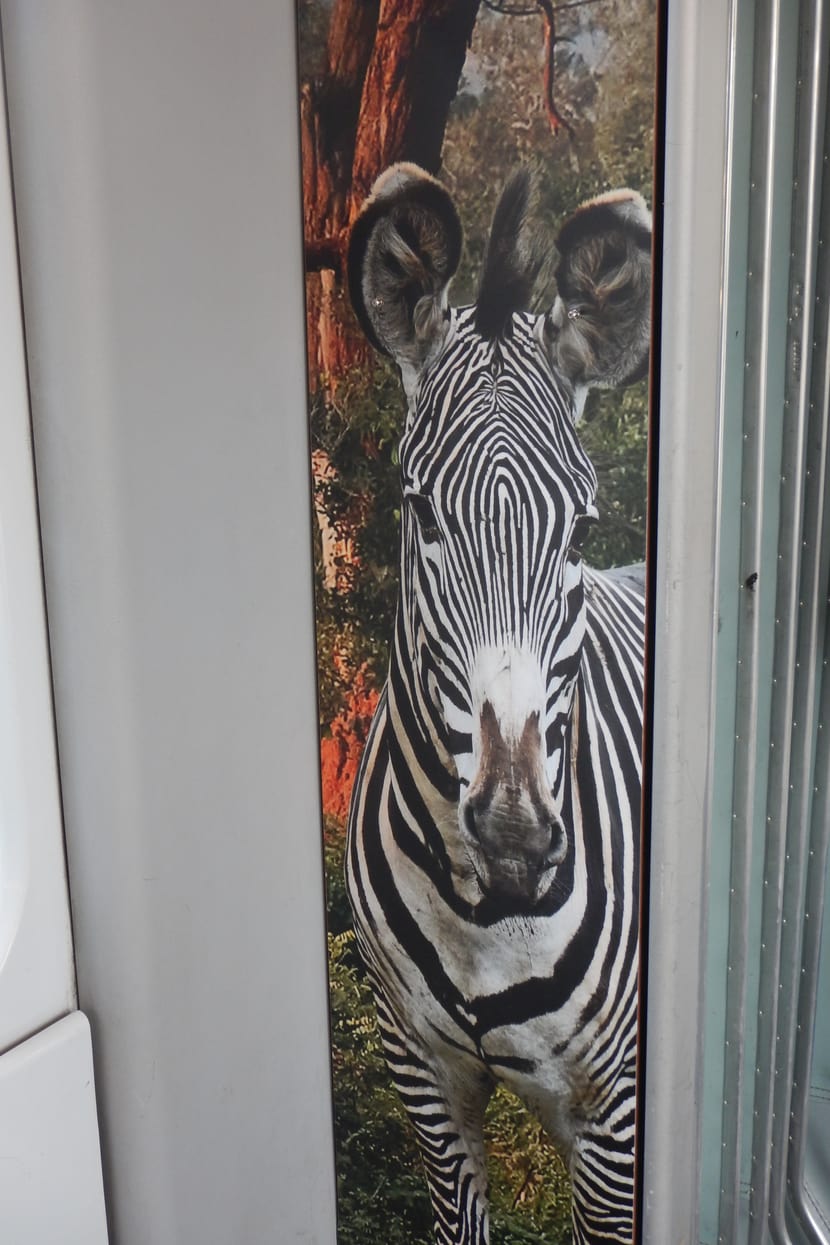 Foto: Zoo Zürich, Martin Bratteler Zoo-Sondertram Lewa Savanne am Bellevue.