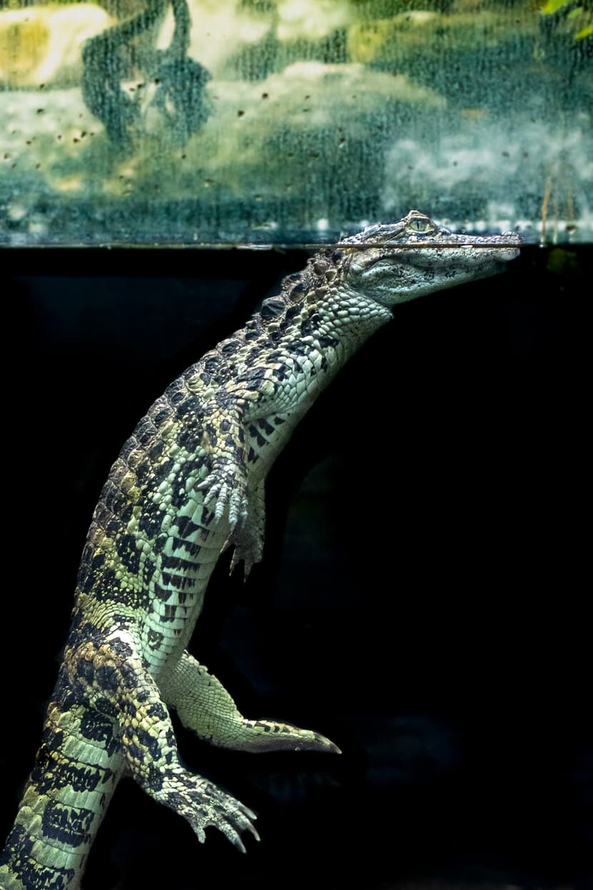 Breitschnauzenkaiman im Exotarium des Zoo Zürich.