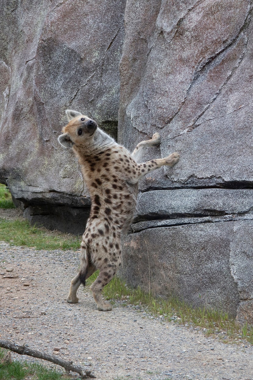 Tüpfelhyäne Tesi in der Lewa Savanne des Zoo Zürich.