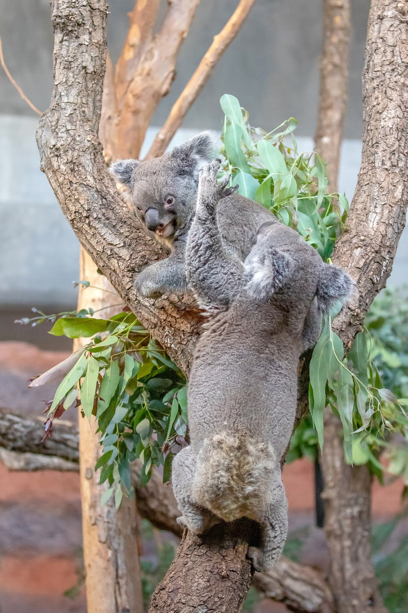 Koalas Maisy und Mikey im Zoo Zürich.