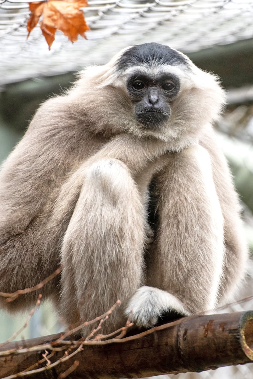 Kappengibbon-Weibchen Qiwèn im Zoo Zürich (2021).