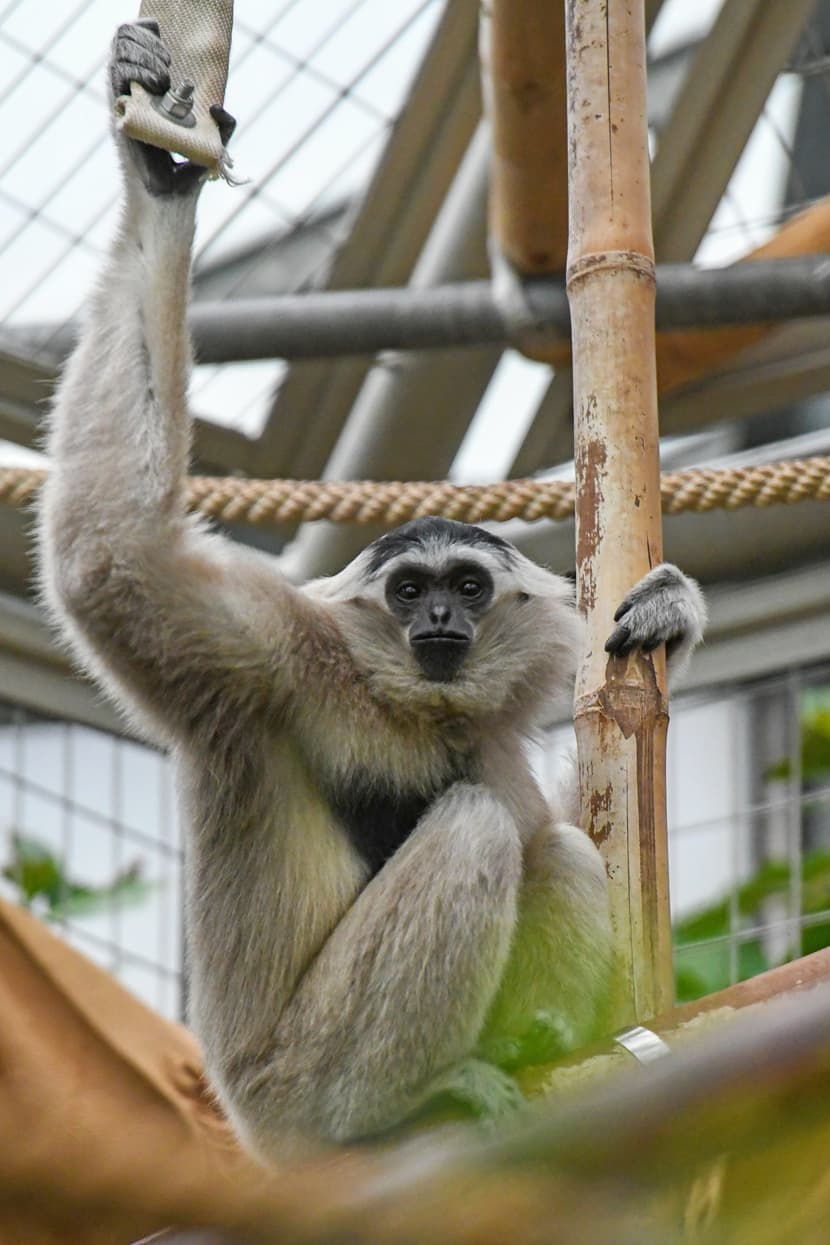 Kappengibbon-Weibchen Qiwèn im Zoo Zürich (2021).