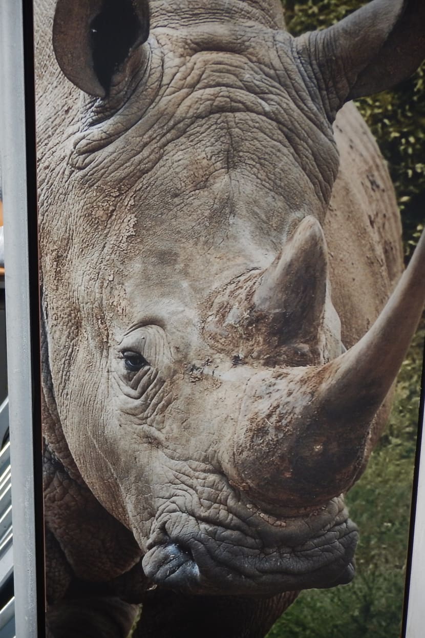 Zoo-Sondertram Lewa Savanne am Bellevue.