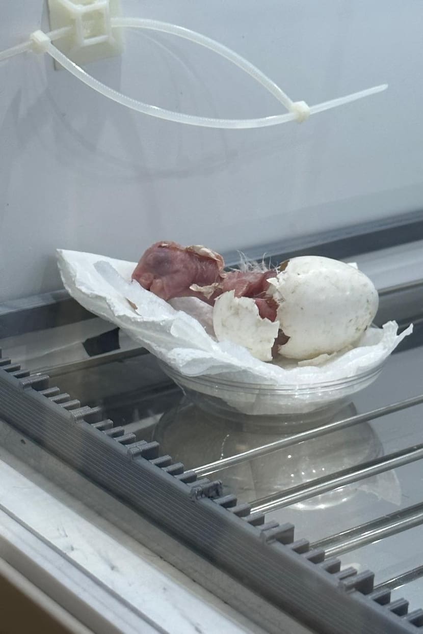 Ein frisch geschlüpftes Hyazinthara-Küken im Labor von Arara Azul.